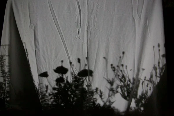 Fotografie von Schatten von Gräsern und Blumen auf einem weissen Laken.